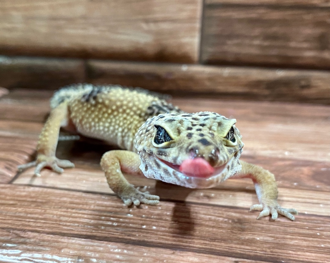 Petrie 