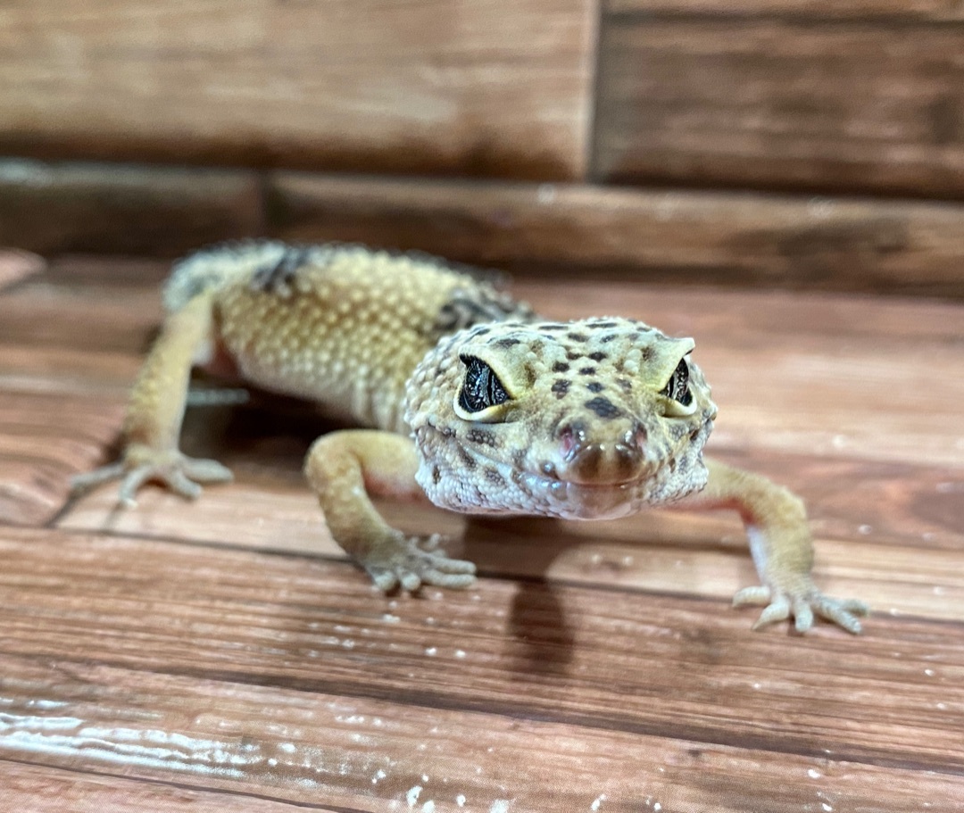 Petrie 
