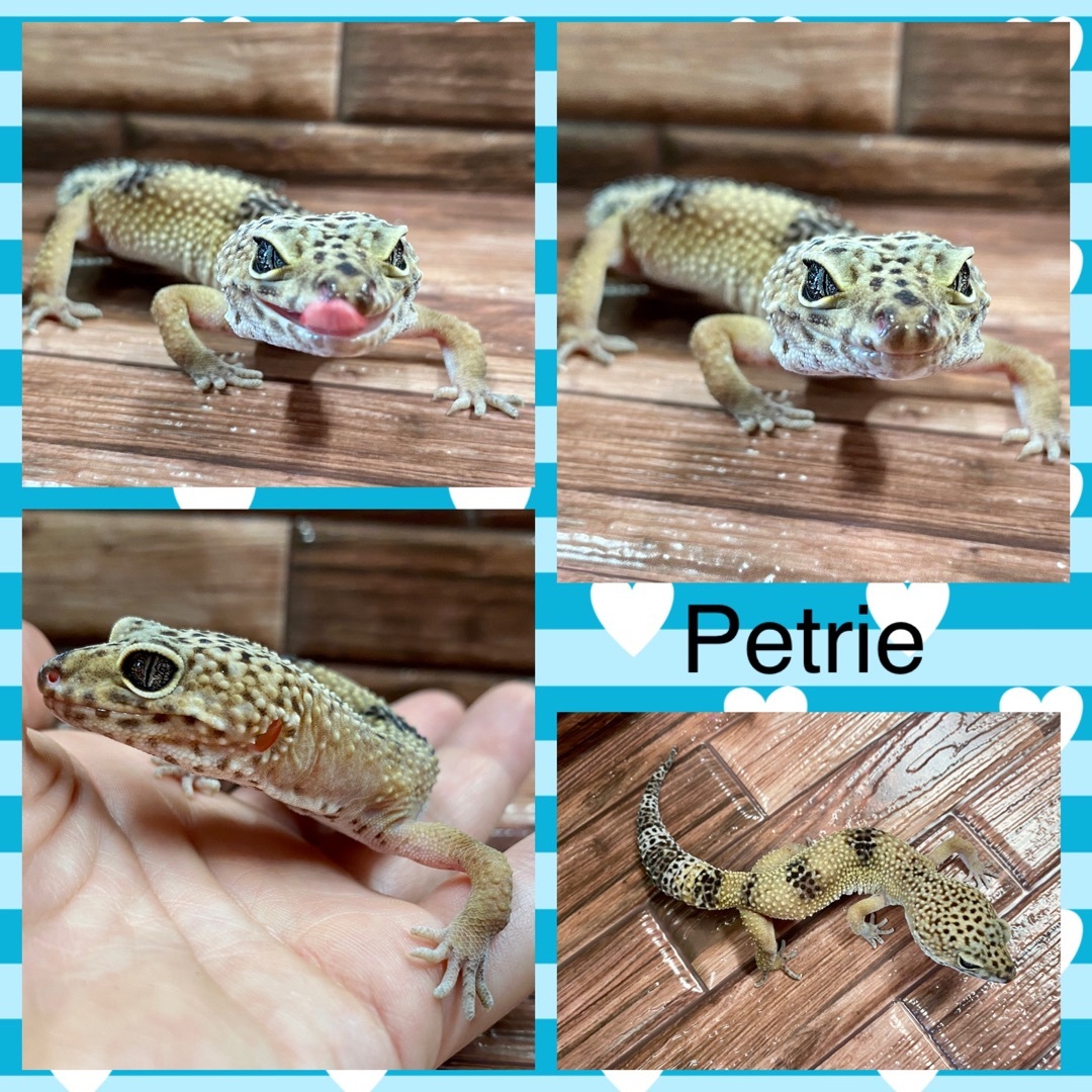 Petrie , Young Male unknown