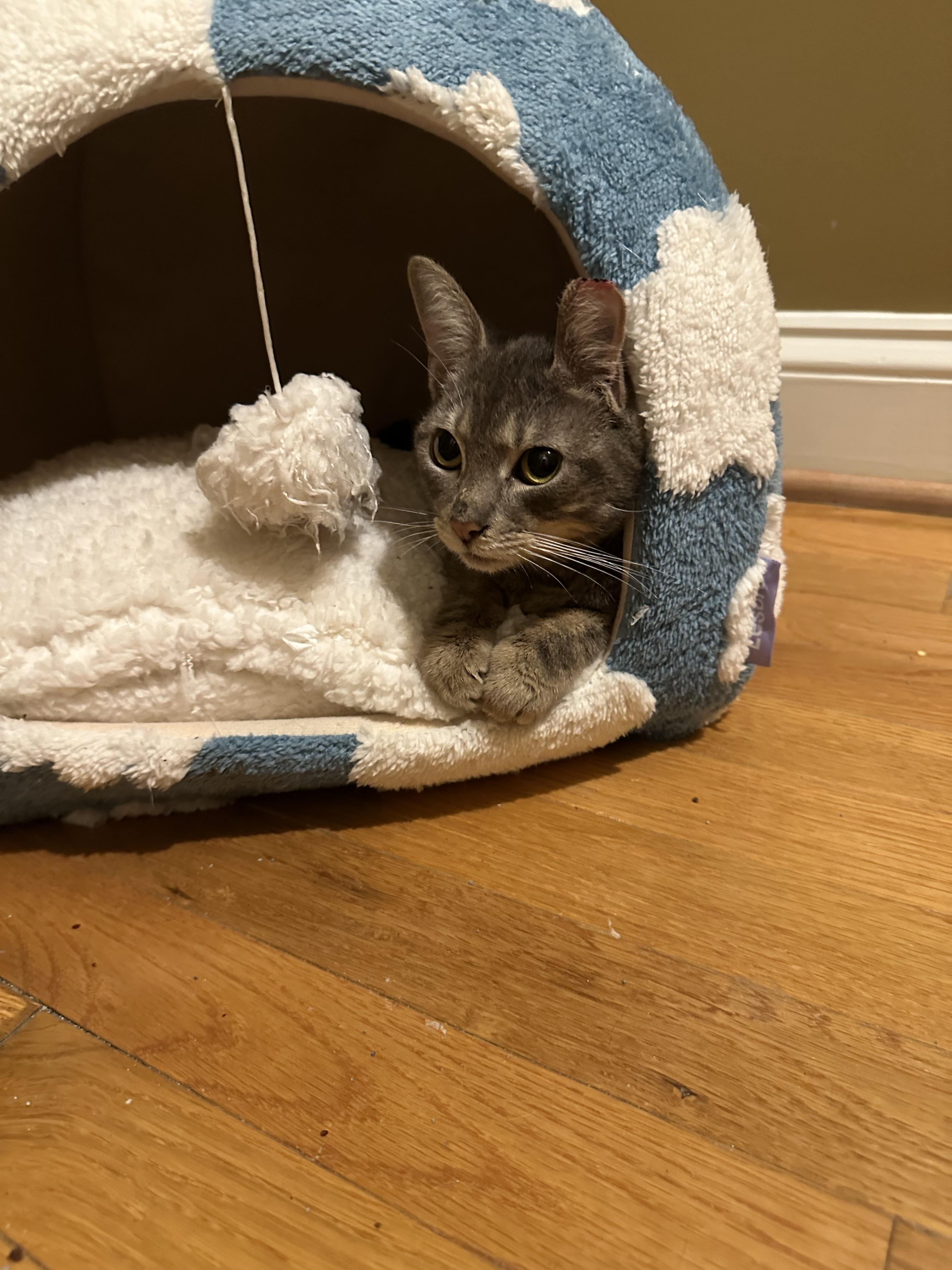Enlarge Bubbles, a Adoptable Domestic Short Hair in Davidson, NC image 1/6