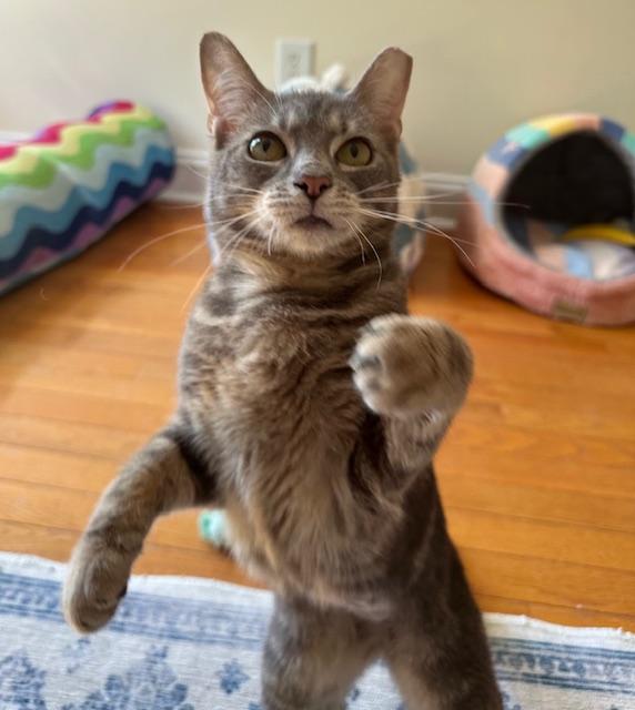 Enlarge Bubbles, a Adoptable Domestic Short Hair in Davidson, NC image 2/6