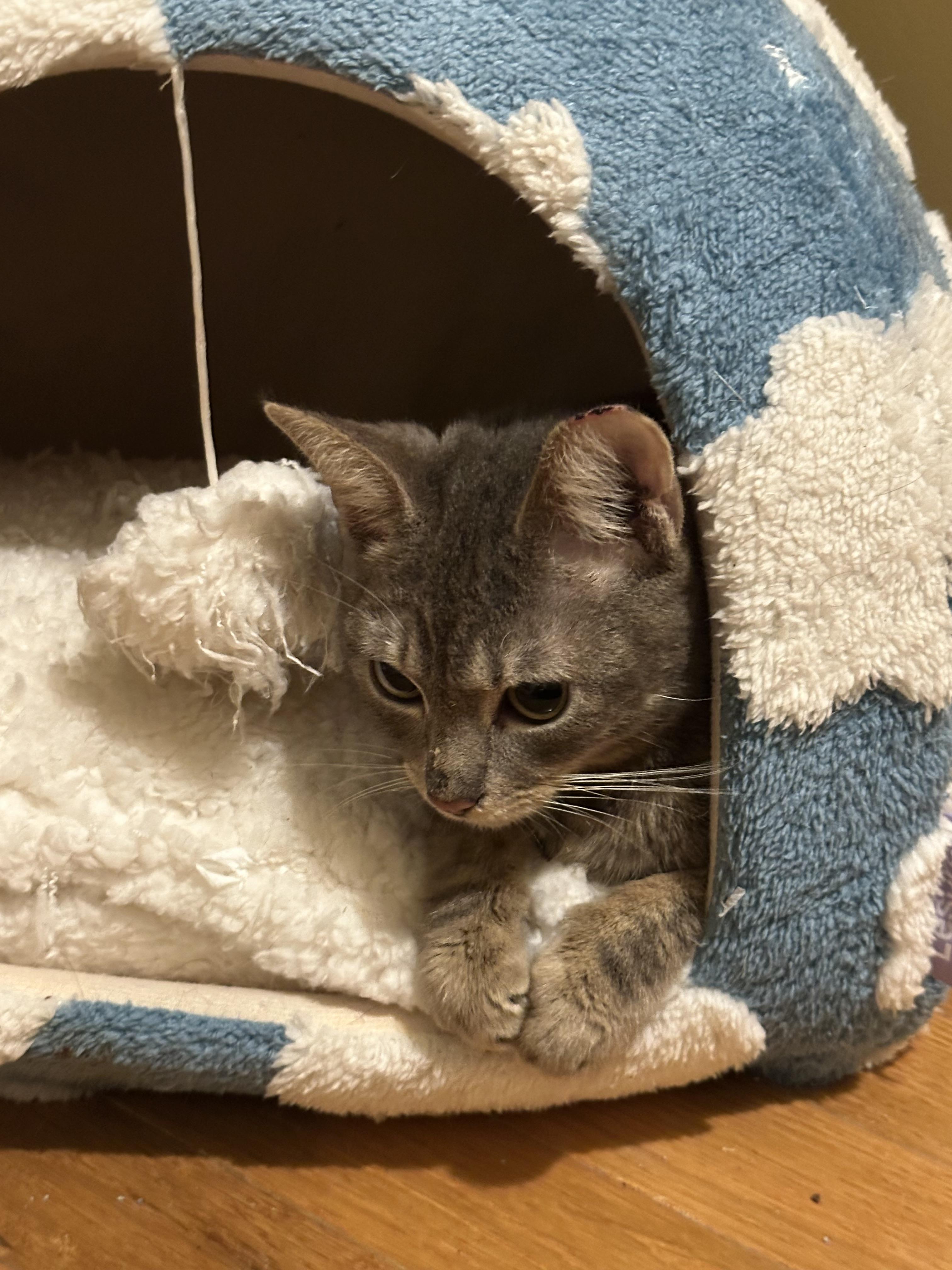 Enlarge Bubbles, a Adoptable Domestic Short Hair in Davidson, NC image 2/6