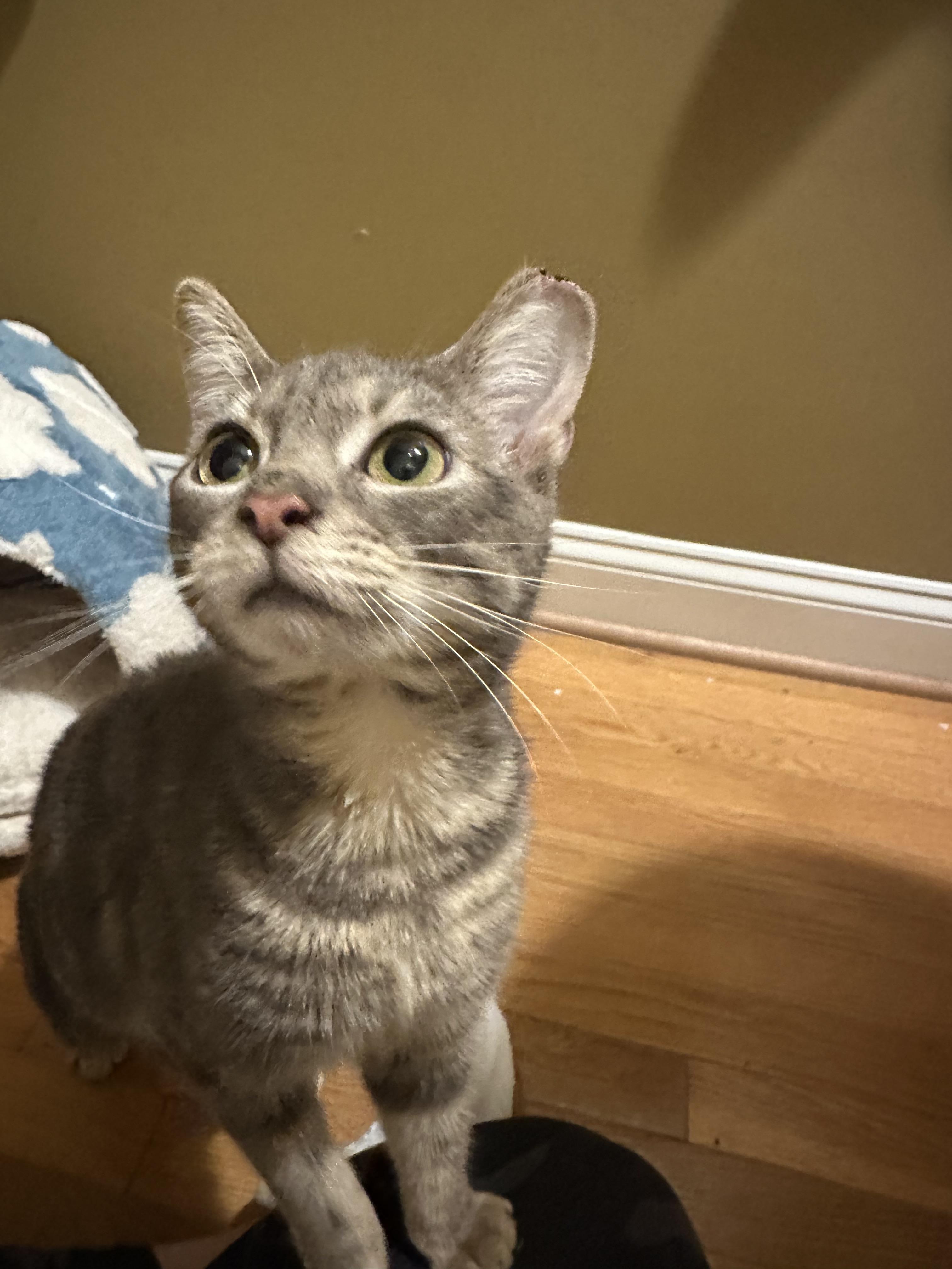 Enlarge Bubbles, a Adoptable Domestic Short Hair in Davidson, NC image 3/6