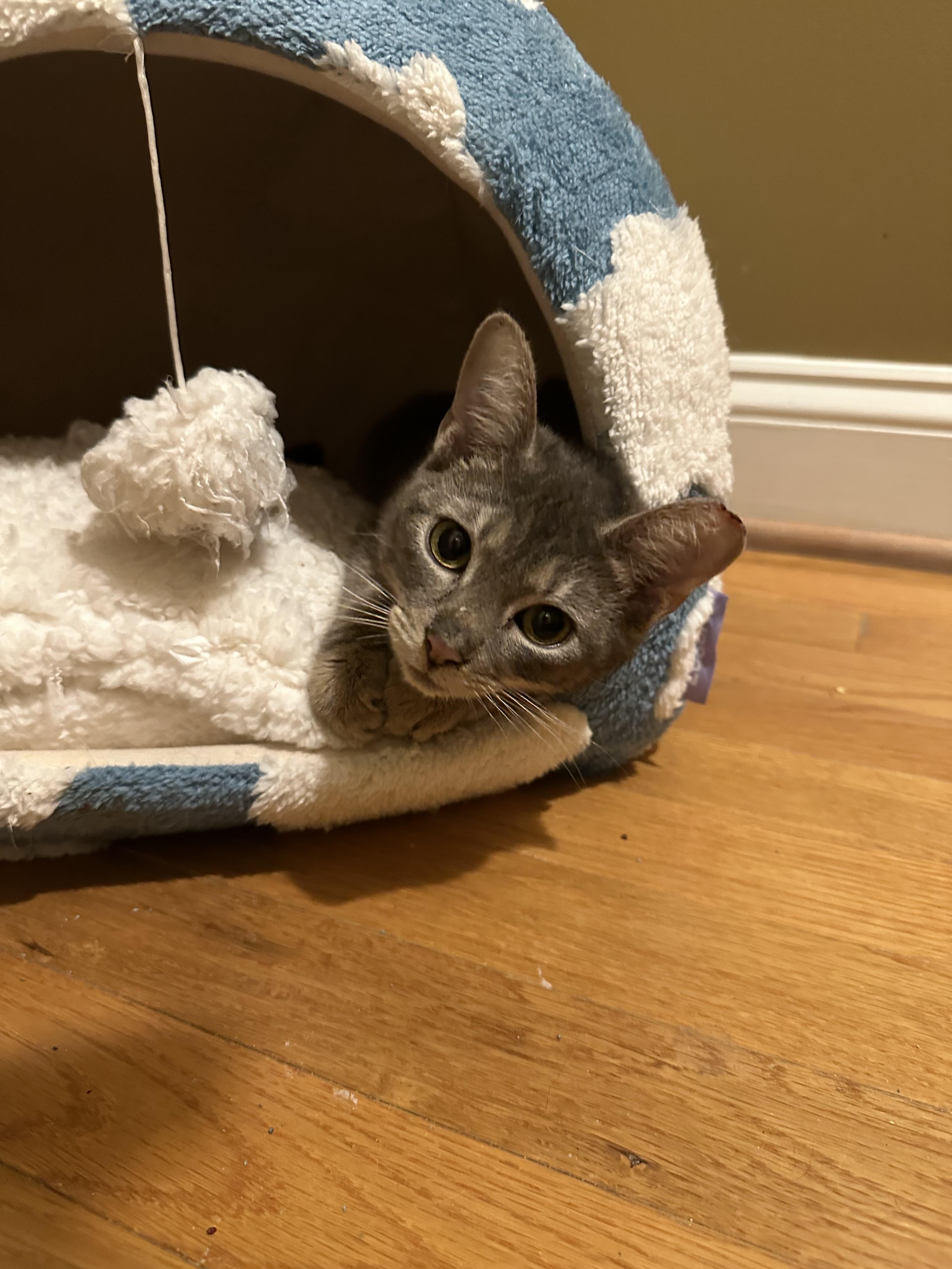 Enlarge Bubbles, a Adoptable Domestic Short Hair in Davidson, NC image 4/6