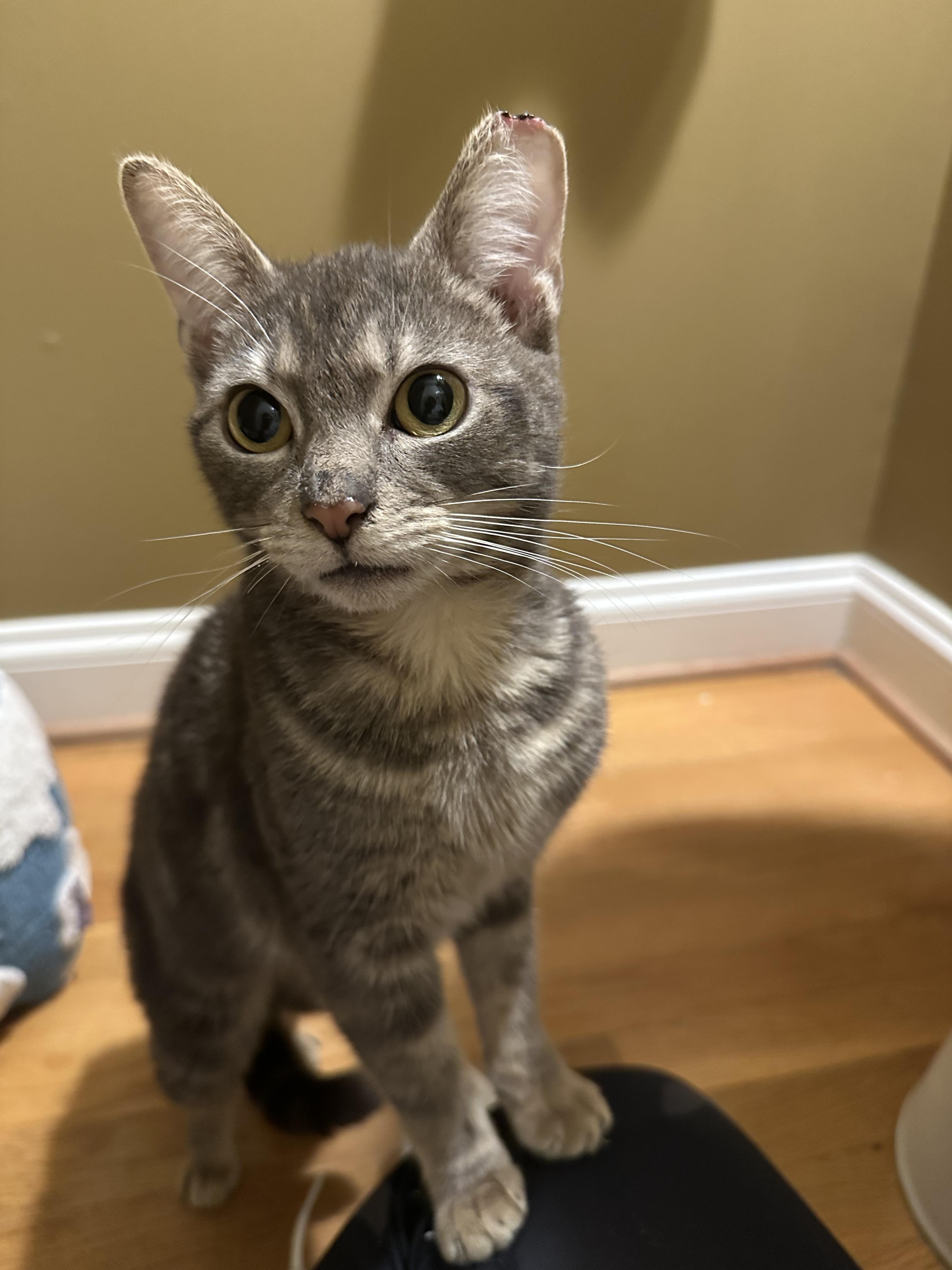 Enlarge Bubbles, a Adoptable Domestic Short Hair in Davidson, NC image 5/6