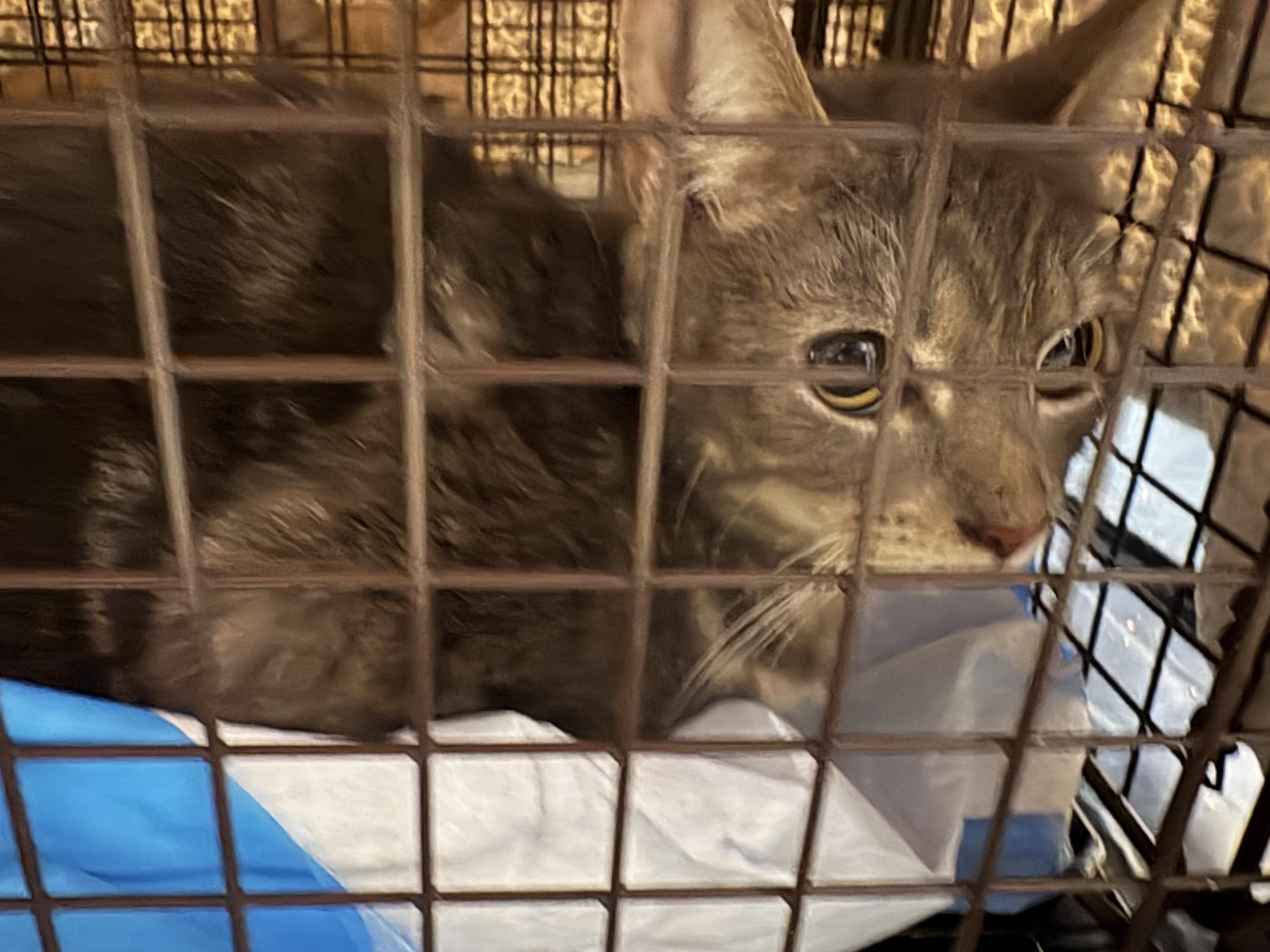 Enlarge Bubbles, a Adoptable Domestic Short Hair in Davidson, NC image 6/6