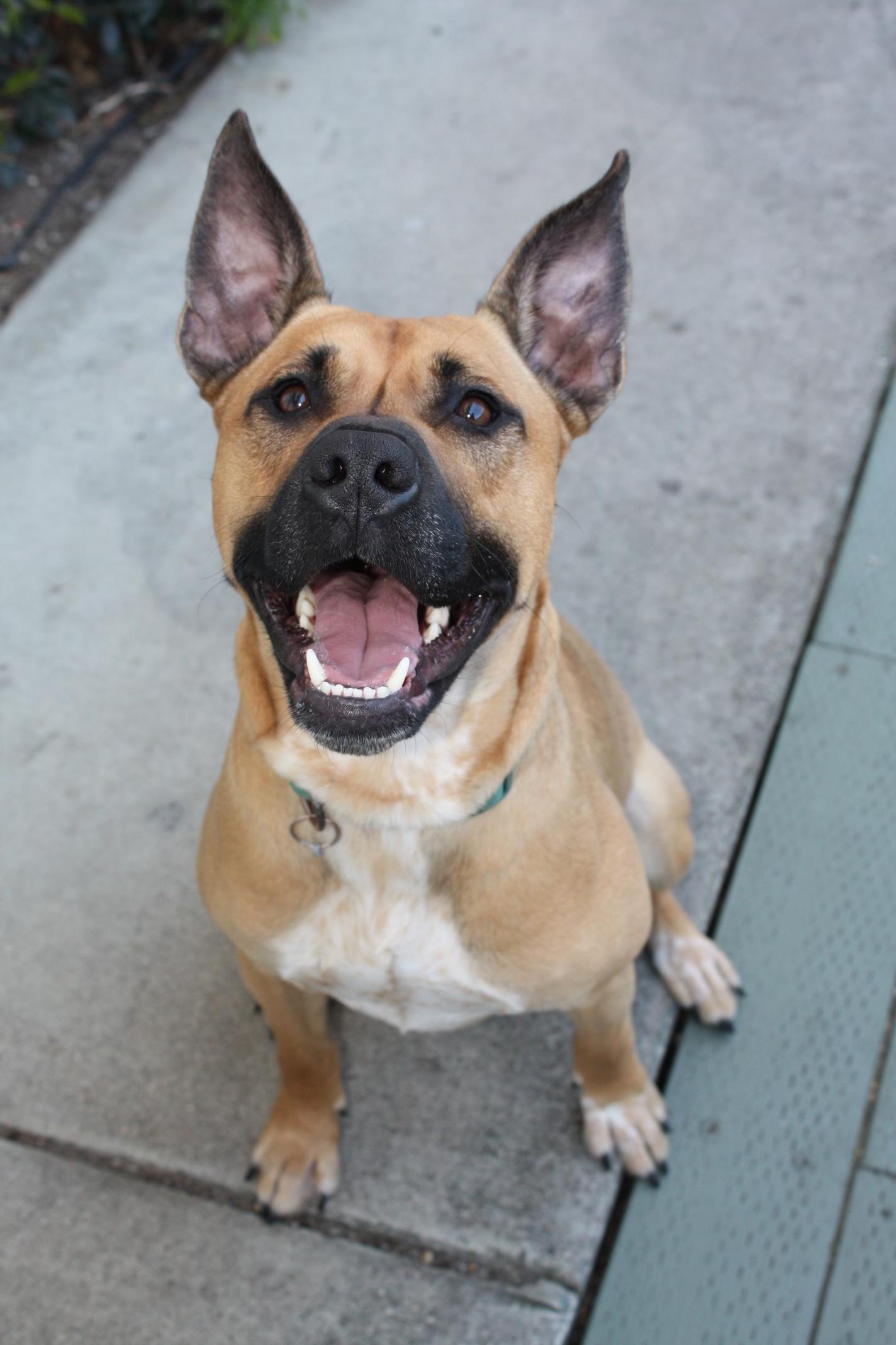 Milo, a Adoptable mixed breed in Murrieta, CA image 3/6