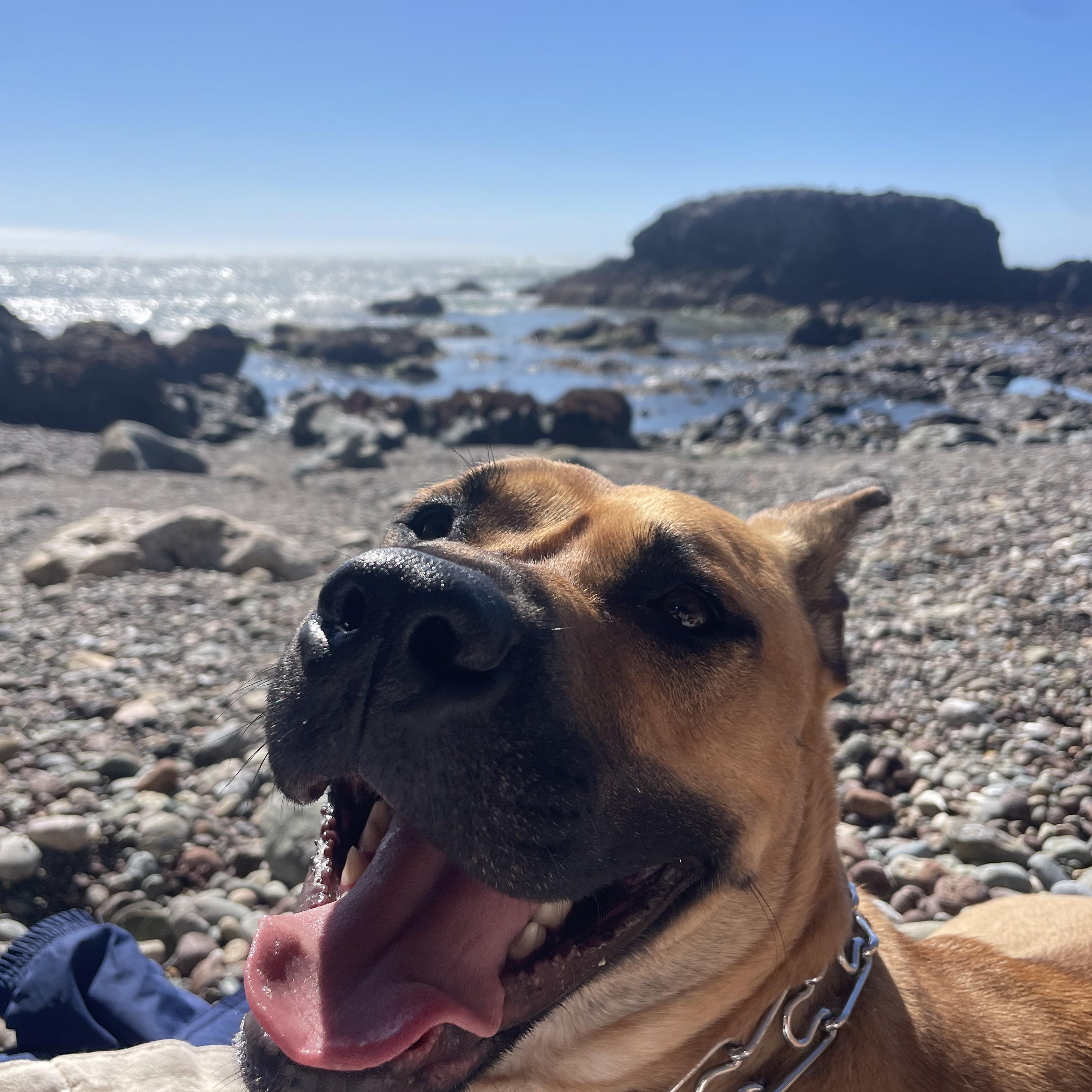 Milo, a Adoptable mixed breed in Murrieta, CA image 2/6