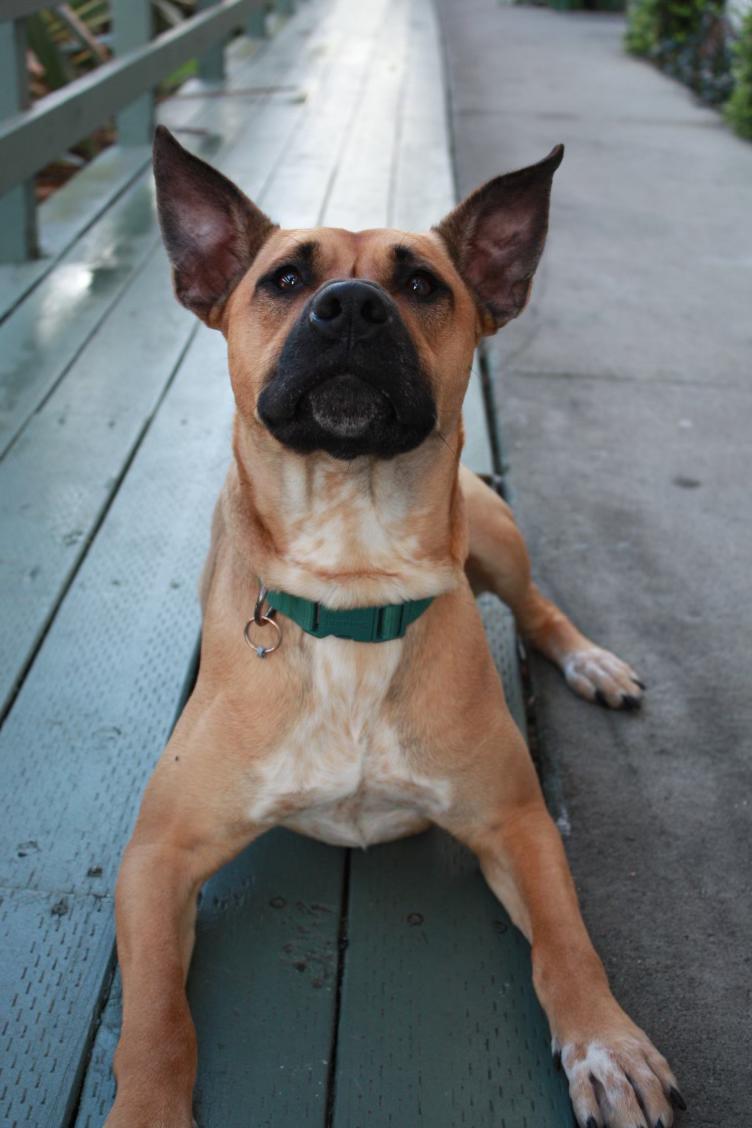 Milo, a Adoptable mixed breed in Murrieta, CA image 1/6