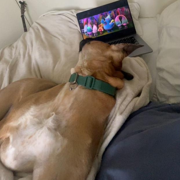 Milo, a Adoptable mixed breed in Murrieta, CA image 5/6