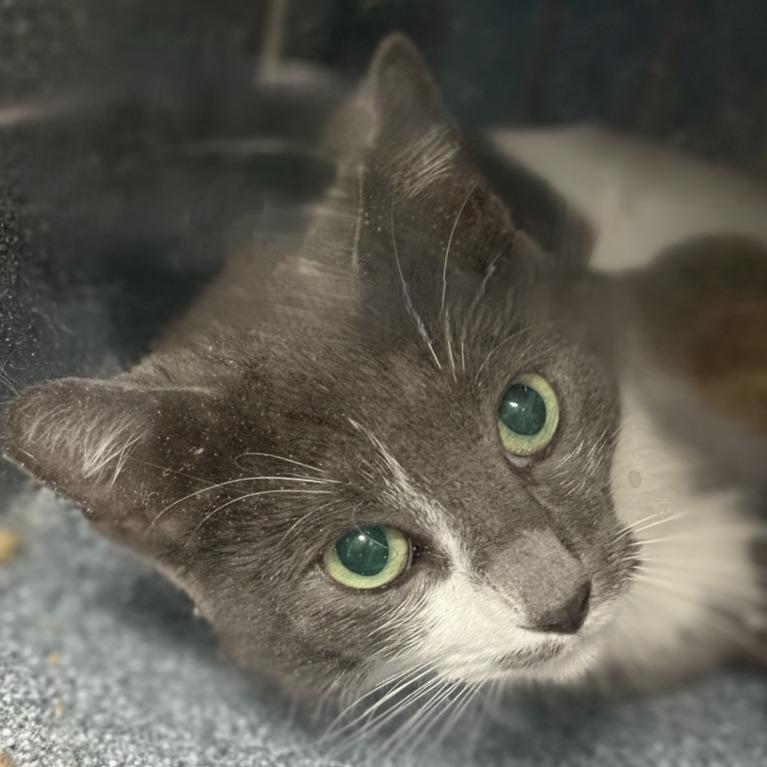 Enlarge Stephan, a Adoptable mixed breed in Brenham, TX image 1/4