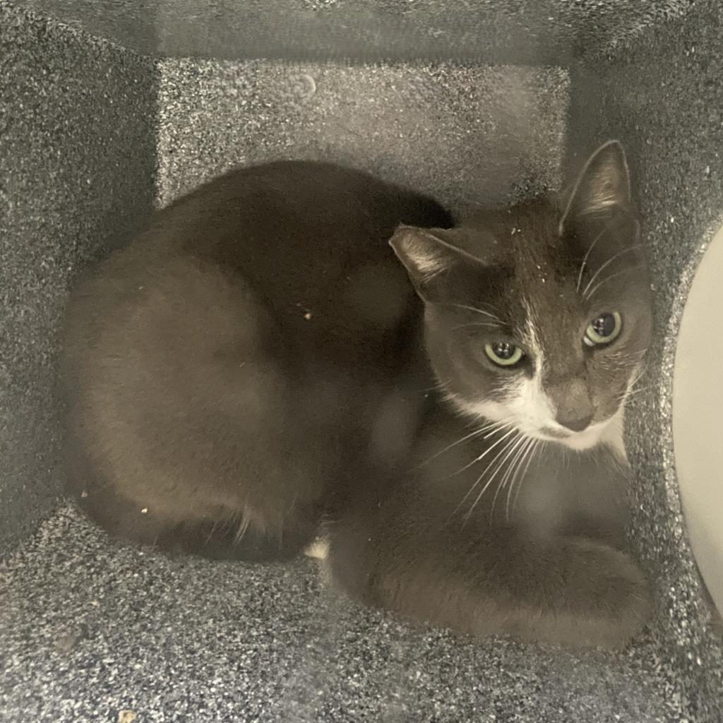 Enlarge Stephan, a Adoptable mixed breed in Brenham, TX image 2/4