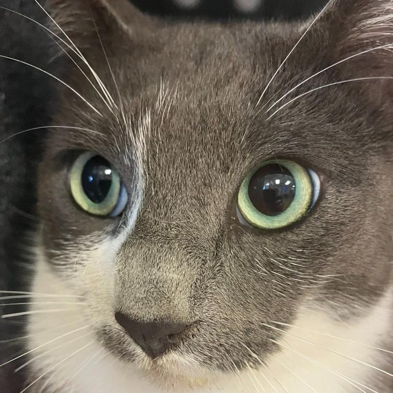 Enlarge Stephan, a Adoptable mixed breed in Brenham, TX image 4/4