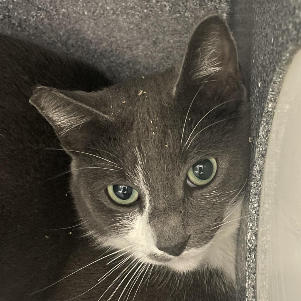 Stephan, Adoptable, Adult Male Domestic Short Hair.