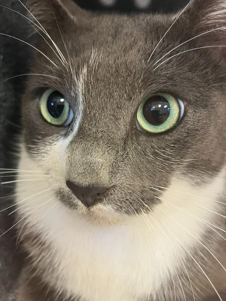 Enlarge Stephan, a Adoptable mixed breed in Brenham, TX image 3/4