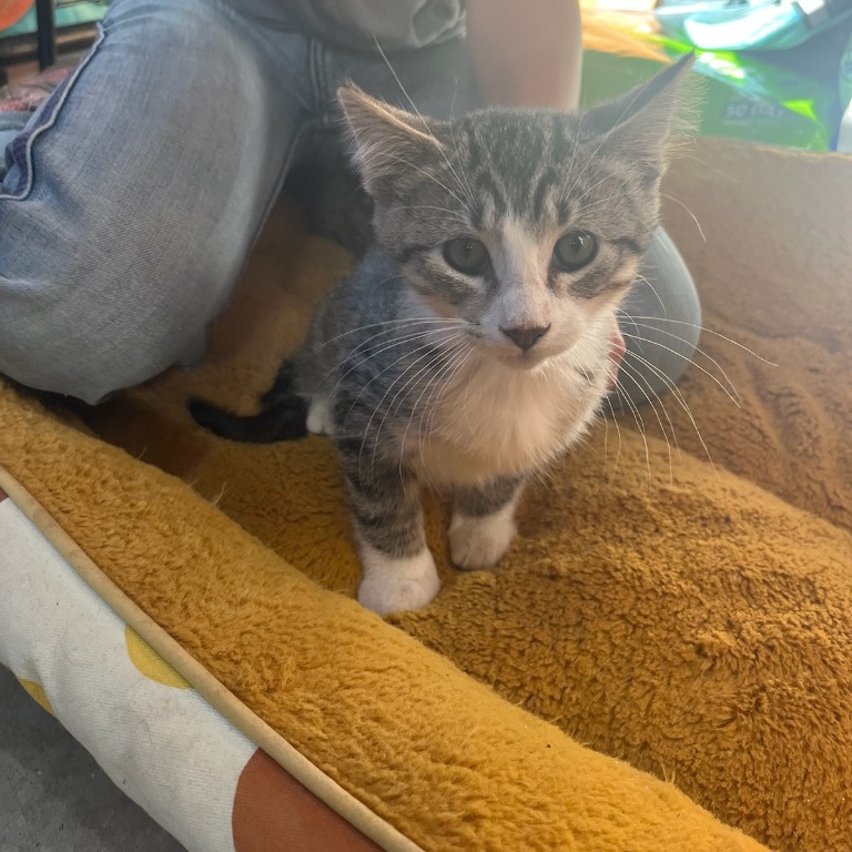 Cat for adoption Maui, a Domestic Short Hair in Waite Park, MN