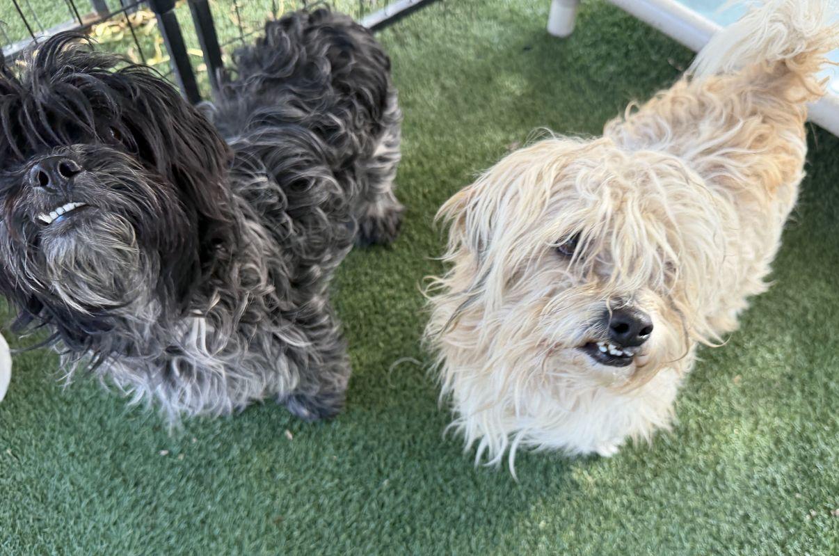 Enlarge Salt, an adopted Shih Tzu in El Paso, TX image 6/6