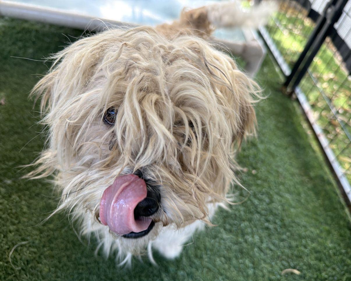 Enlarge Salt, an adopted Shih Tzu in El Paso, TX image 2/6
