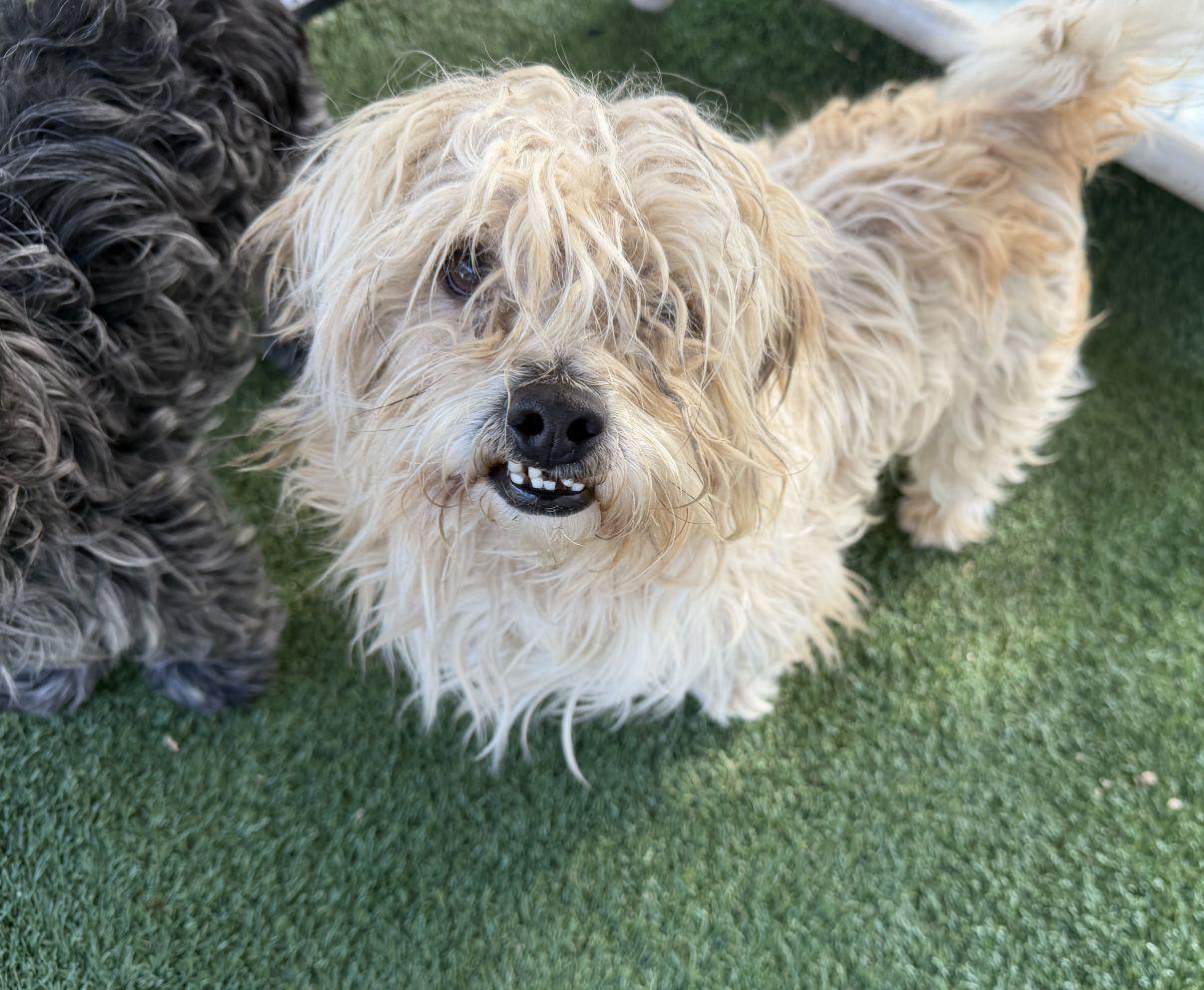 Salt, adopted, Young Male Shih Tzu.