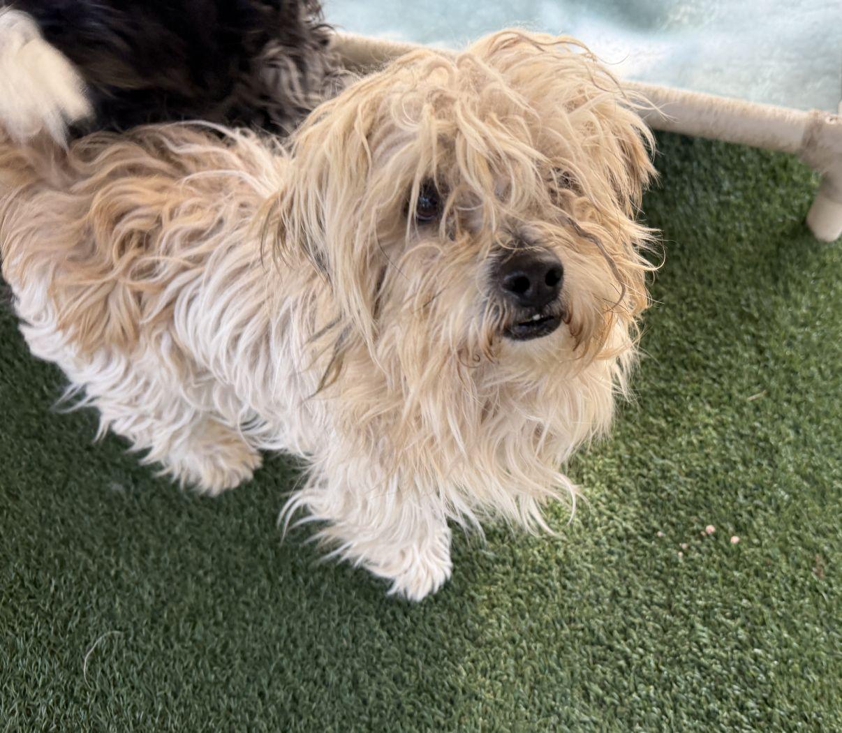 Enlarge Salt, an adopted Shih Tzu in El Paso, TX image 4/6