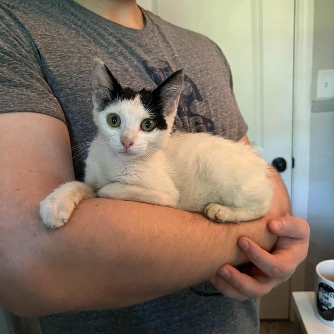 Enlarge Pepperchini, a Adoptable Domestic Short Hair in Smyrna, GA image 1/1