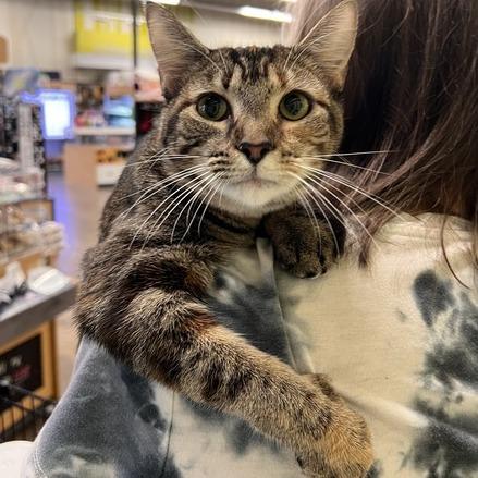 Moze, Adoptable, Young Female Domestic Short Hair.