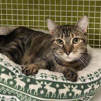 Enlarge Moze, a Adoptable Domestic Short Hair in Tallahassee, FL image 2/2