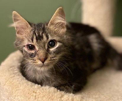 Enlarge Meatloaf, a Adoptable Domestic Medium Hair in Shawnee, KS image 1/3