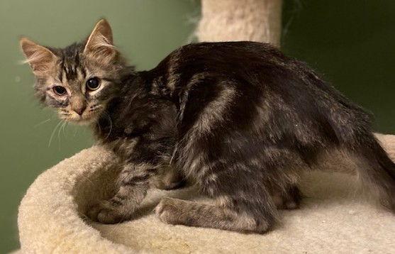 Enlarge Meatloaf, a Adoptable Domestic Medium Hair in Shawnee, KS image 2/3