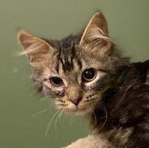 Enlarge Meatloaf, a Adoptable Domestic Medium Hair in Shawnee, KS image 3/3