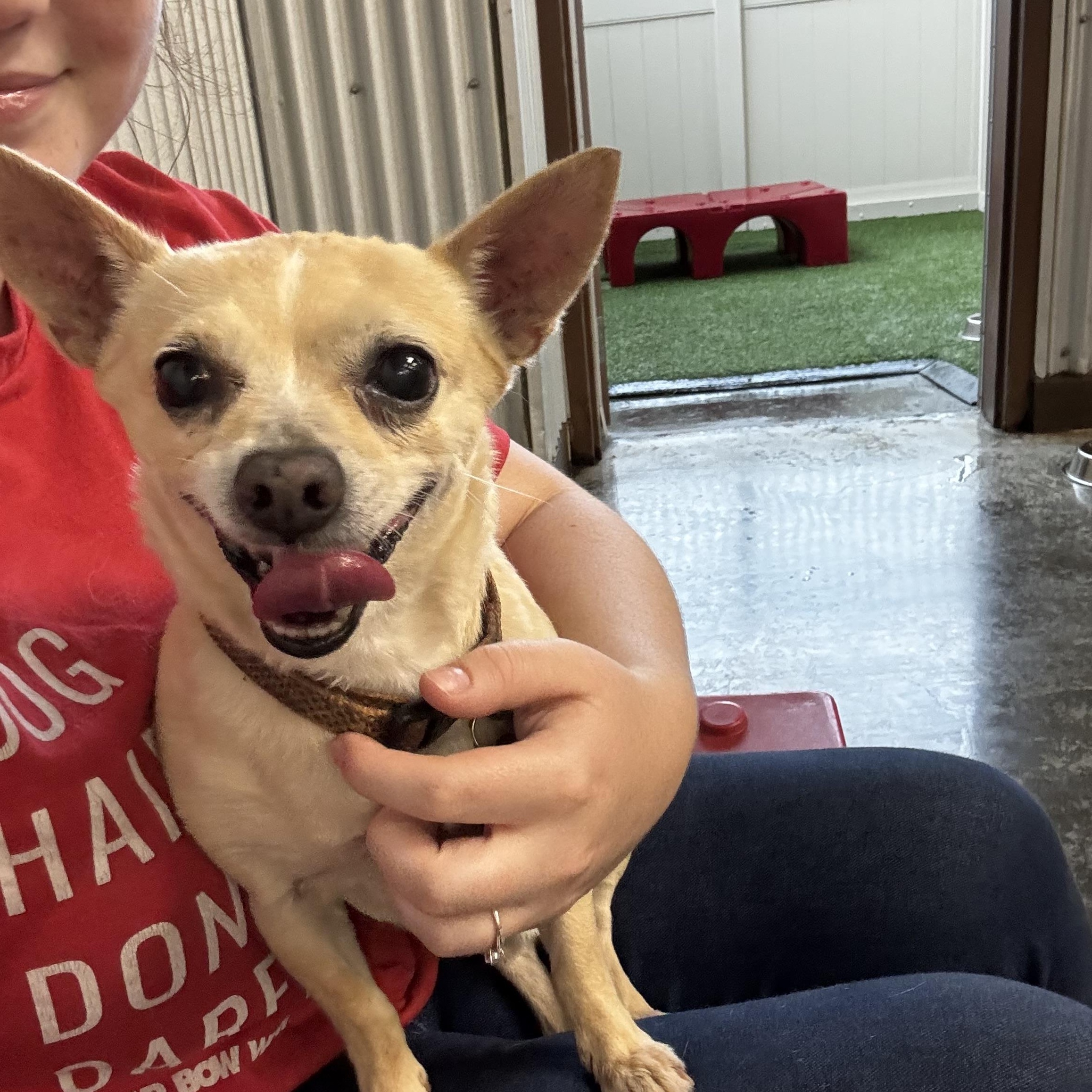 Peanut, a ADOPTABLE mixed breed in Baker, LA image 2/5
