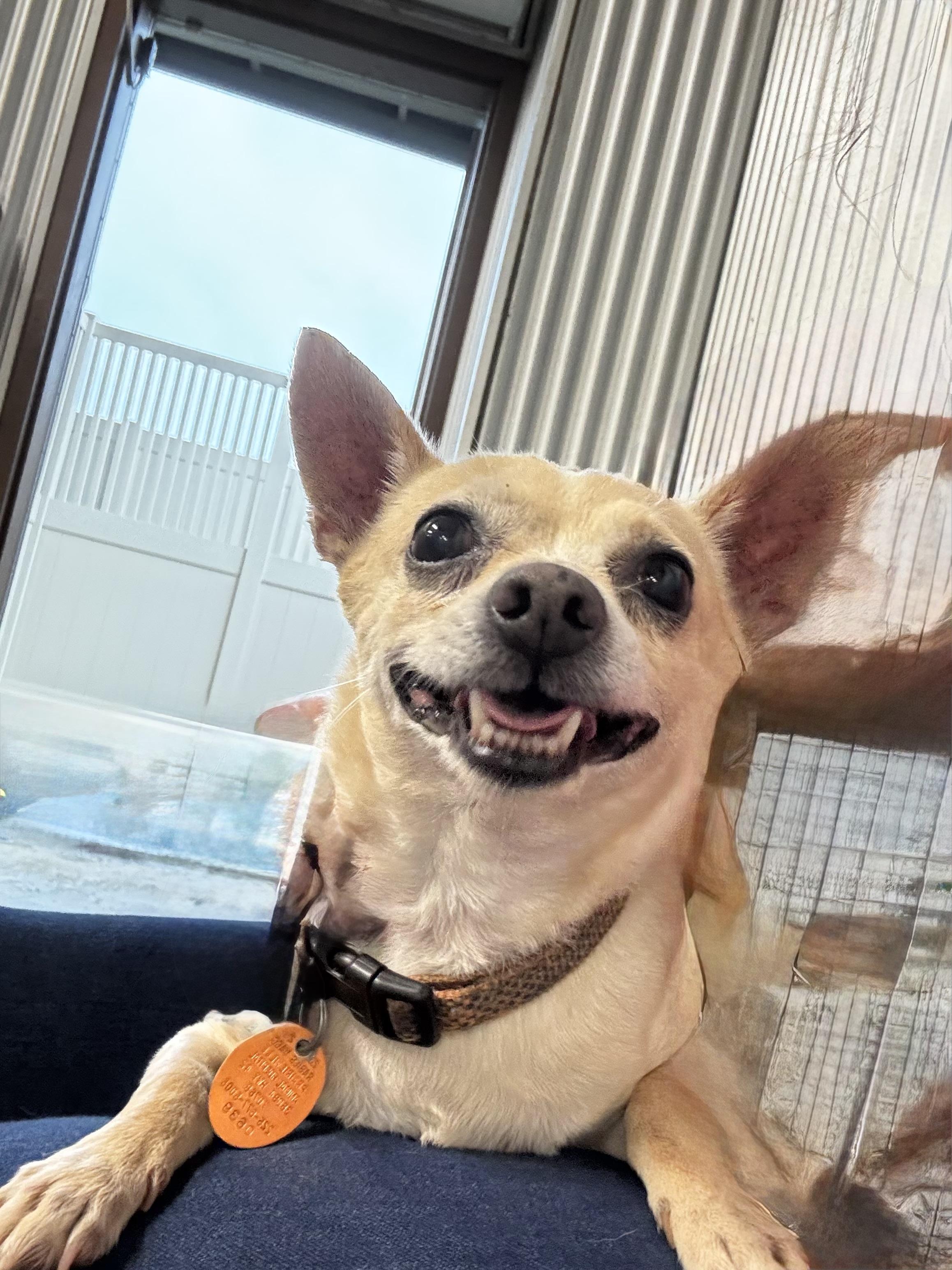 Peanut, a ADOPTABLE mixed breed in Baker, LA image 5/5