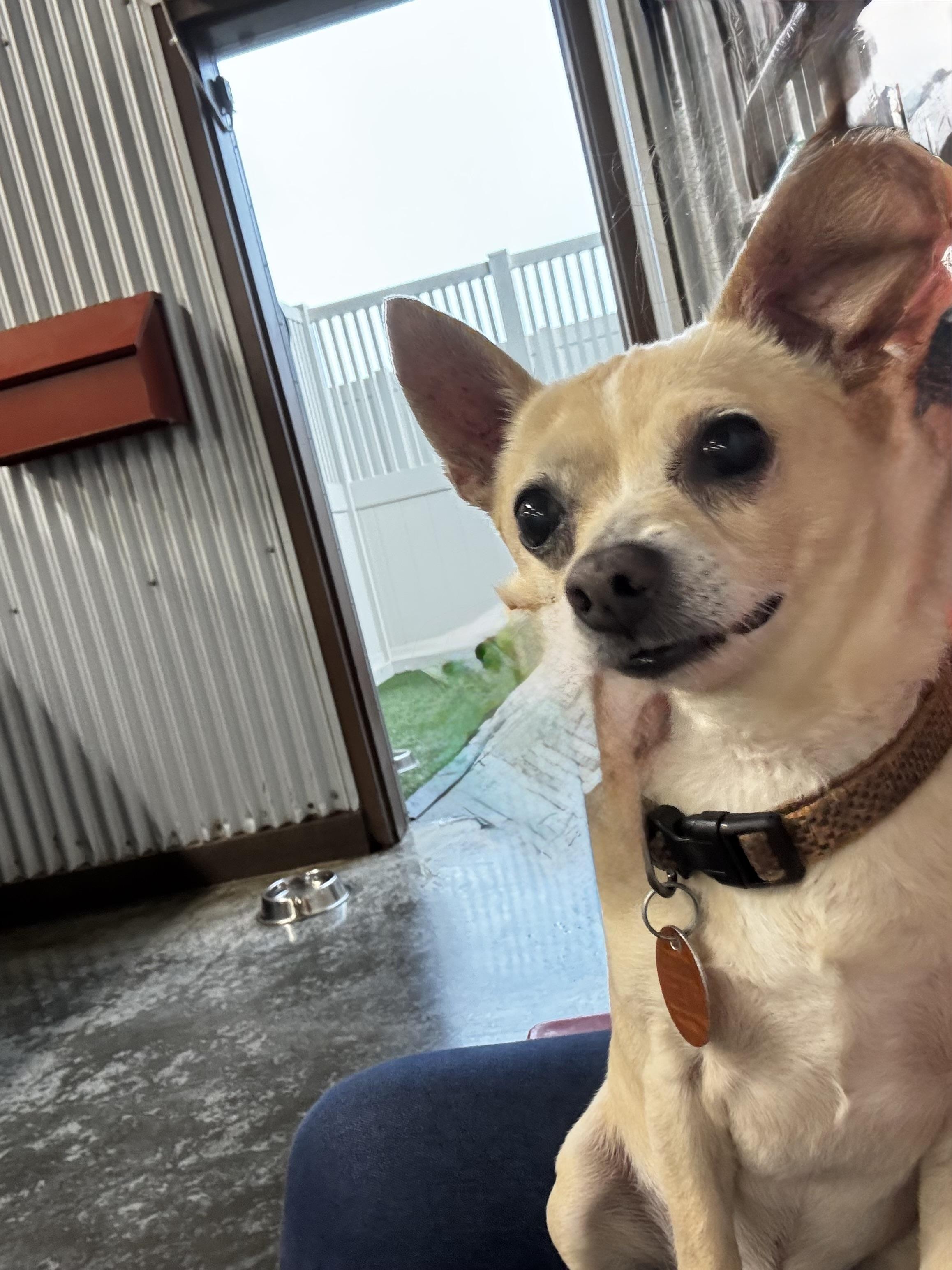 Peanut, a ADOPTABLE mixed breed in Baker, LA image 4/5