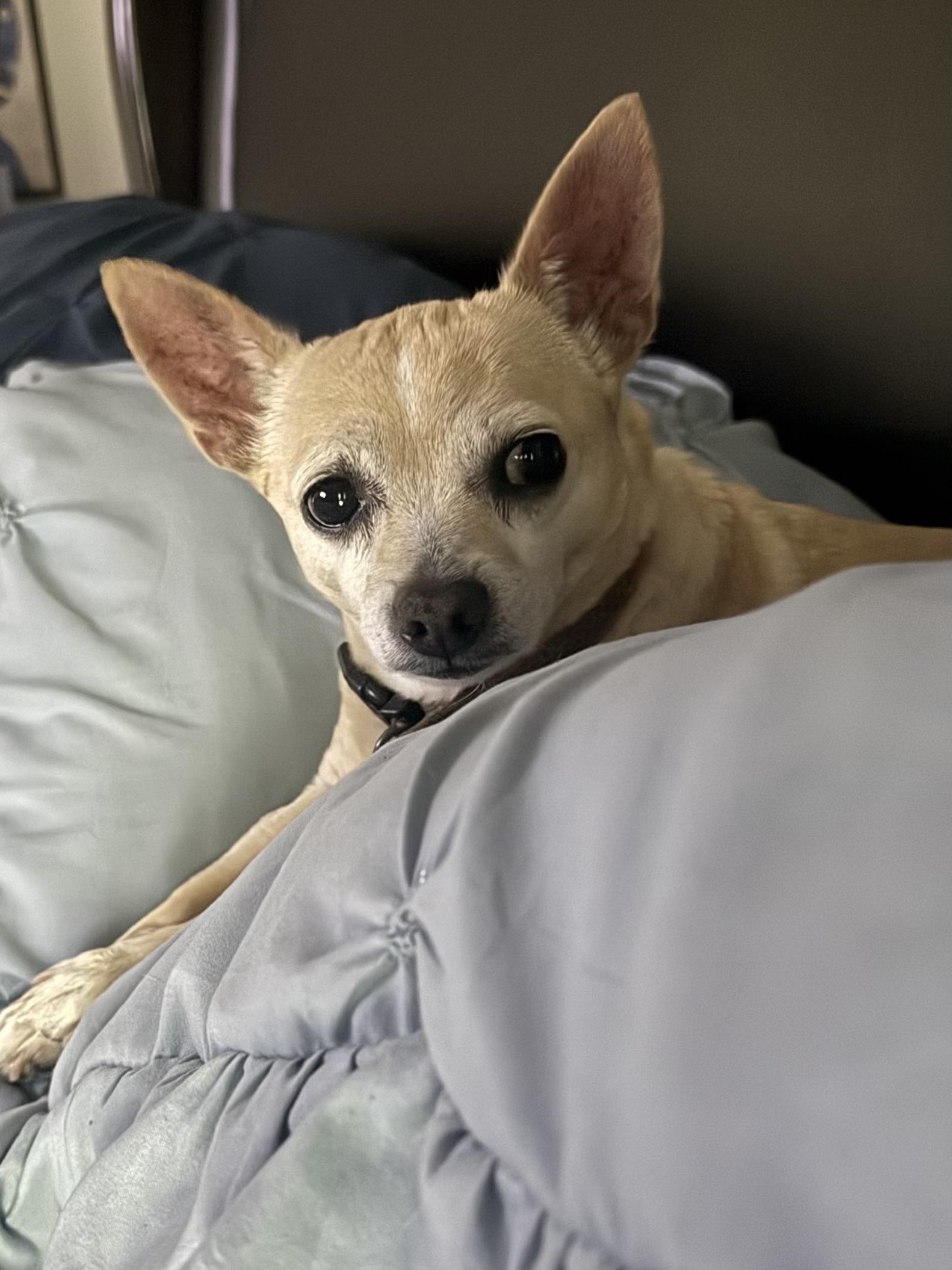 Peanut, a ADOPTABLE mixed breed in Baker, LA image 3/5