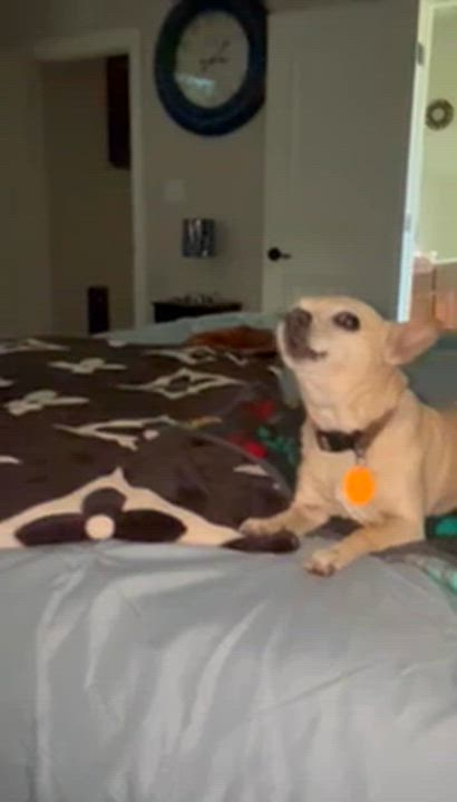 Enlarge Peanut, a ADOPTABLE mixed breed in Baker, LA video 1/5