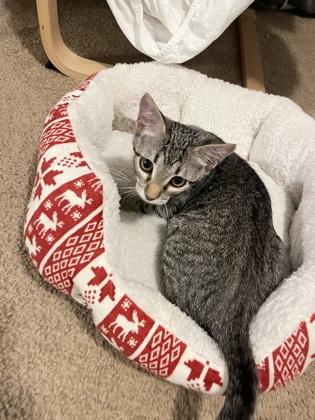 Smurfette (157583) (In a Foster Home), ADOPTABLE, Young Female Domestic Short Hair.