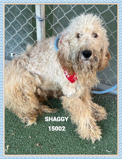 SHAGGY