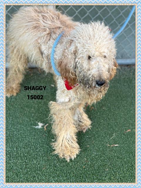SHAGGY