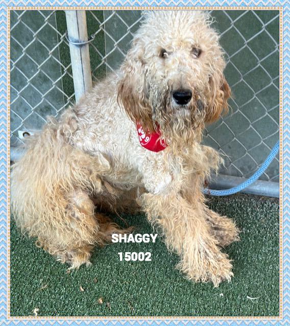 SHAGGY