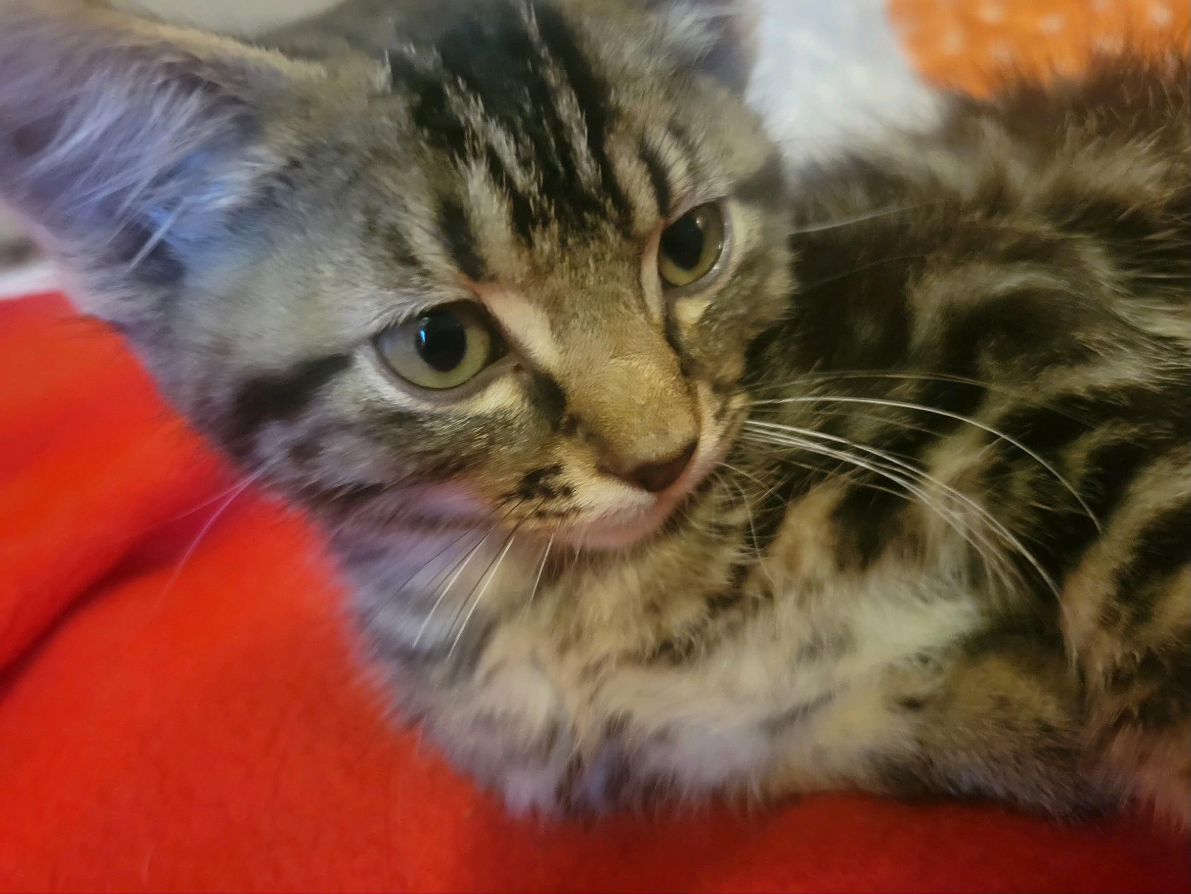 Peeta