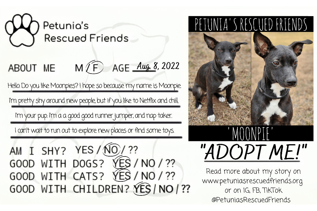 Enlarge Moonpie, a Adoptable mixed breed in Castroville, TX image 2/2