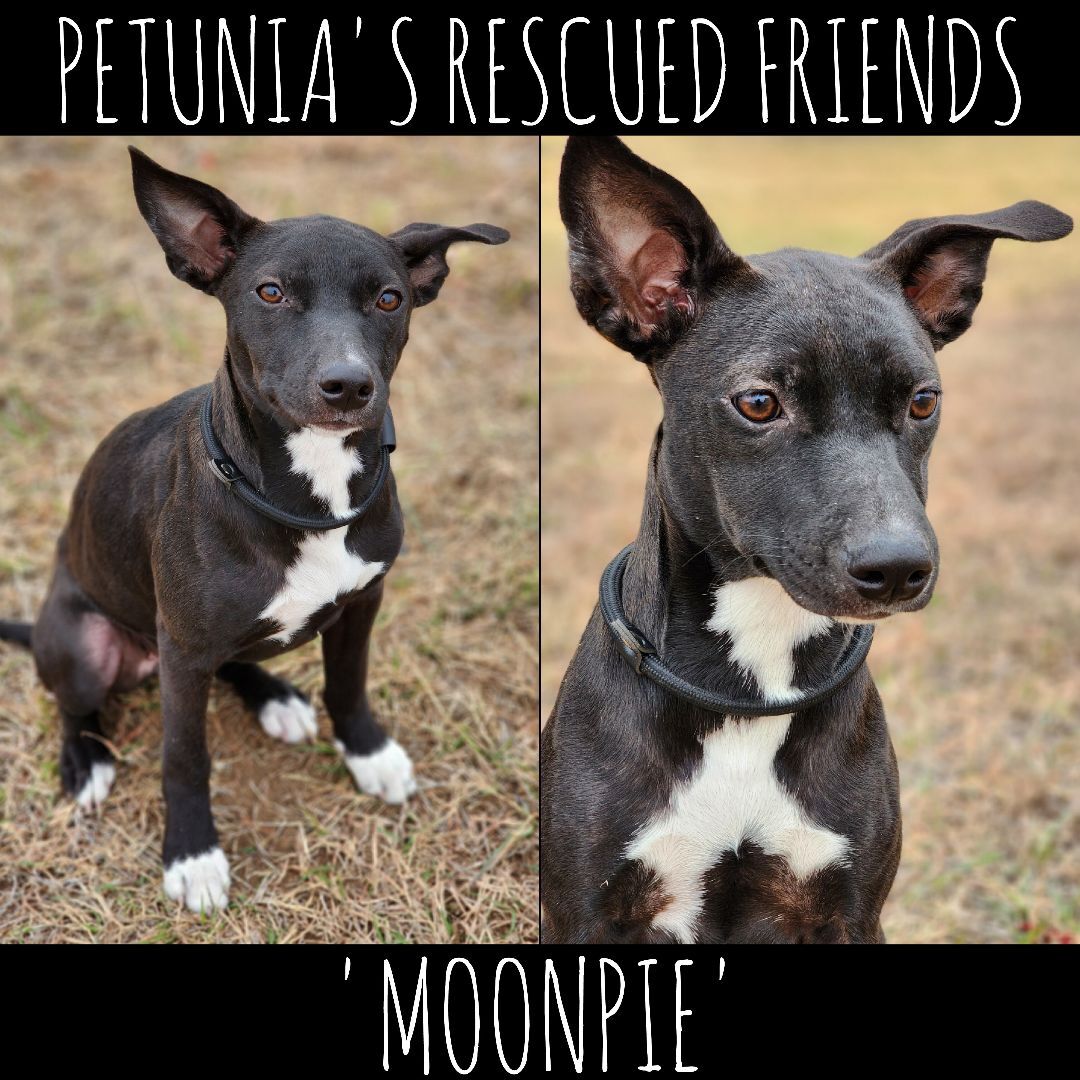Moonpie, Adoptable, Adult Female Terrier.