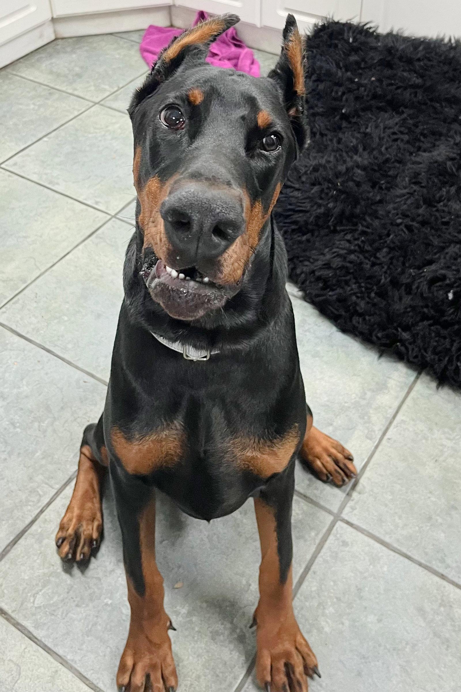 Enlarge Kobe 3561, a Adopted Doberman Pinscher in Oakland Park, FL image 1/3