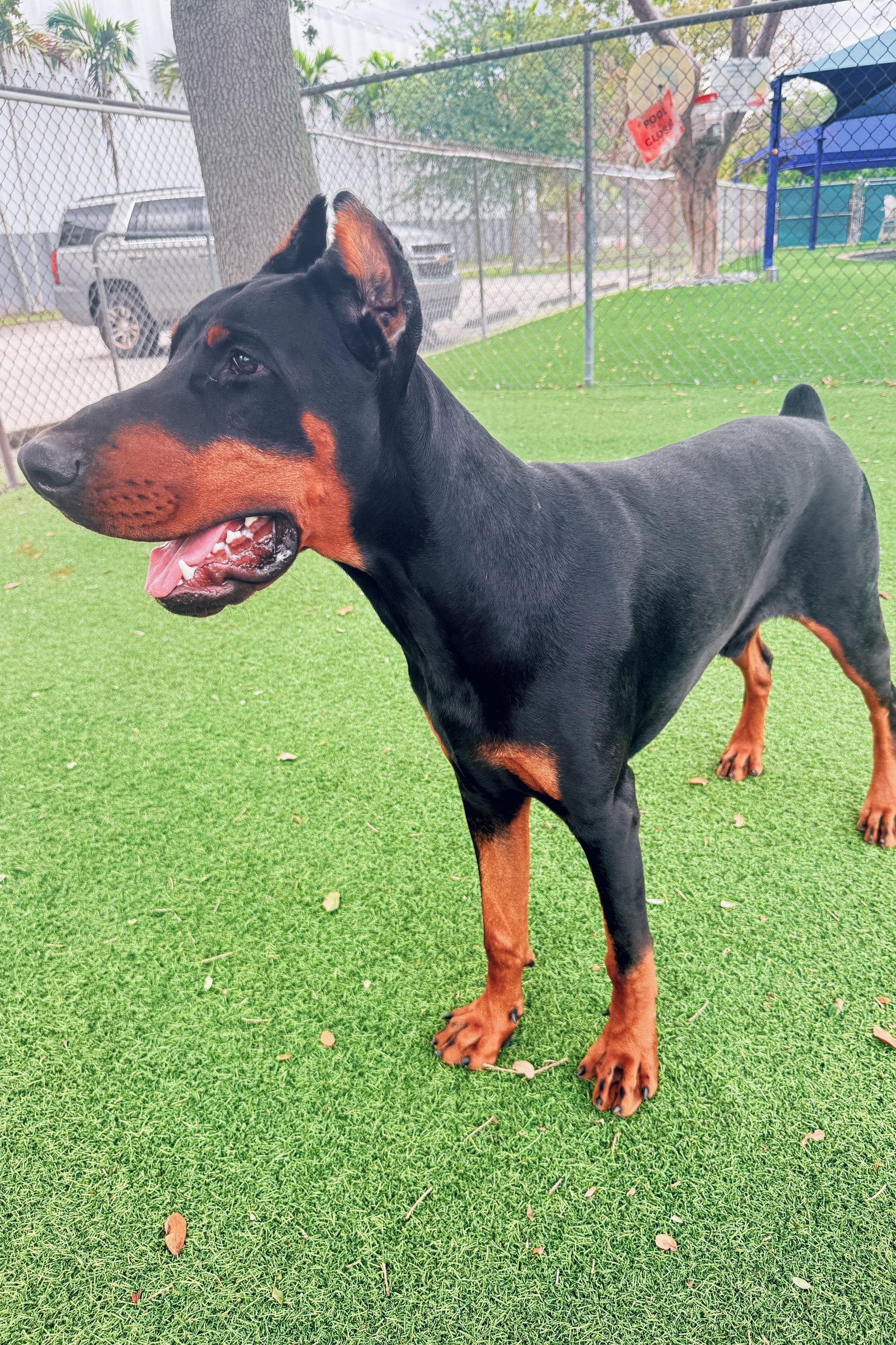 Enlarge Kobe 3561, a Adopted Doberman Pinscher in Oakland Park, FL image 2/3