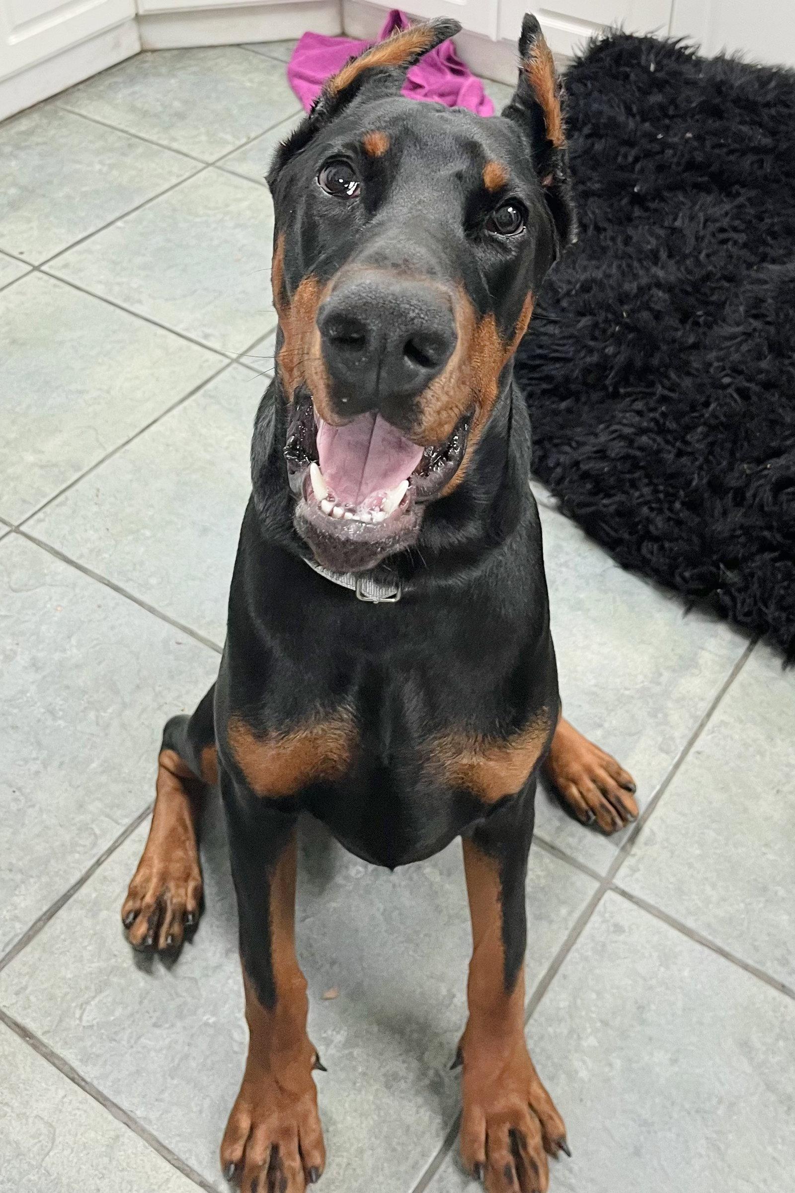 Enlarge Kobe 3561, a Adopted Doberman Pinscher in Oakland Park, FL image 3/3
