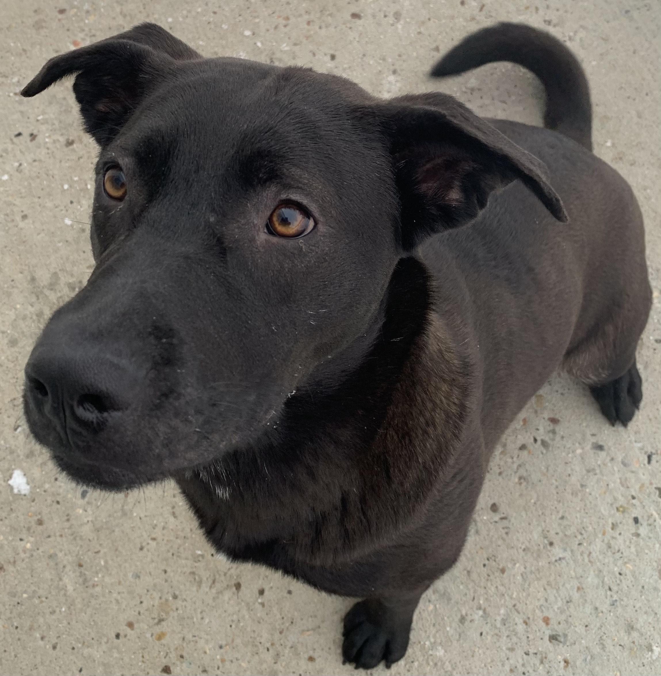 Enlarge Java, an adoptable Chocolate Labrador Retriever in Bonnyville, AB image 2/2