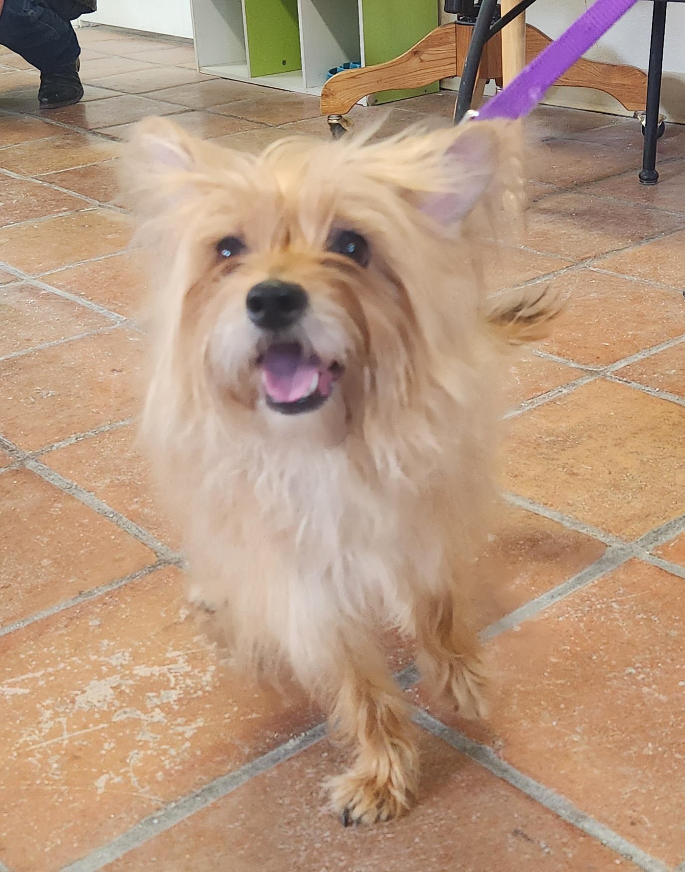 Enlarge Savana, a ADOPTABLE Yorkie Poo in Yarnell, AZ image 1/5