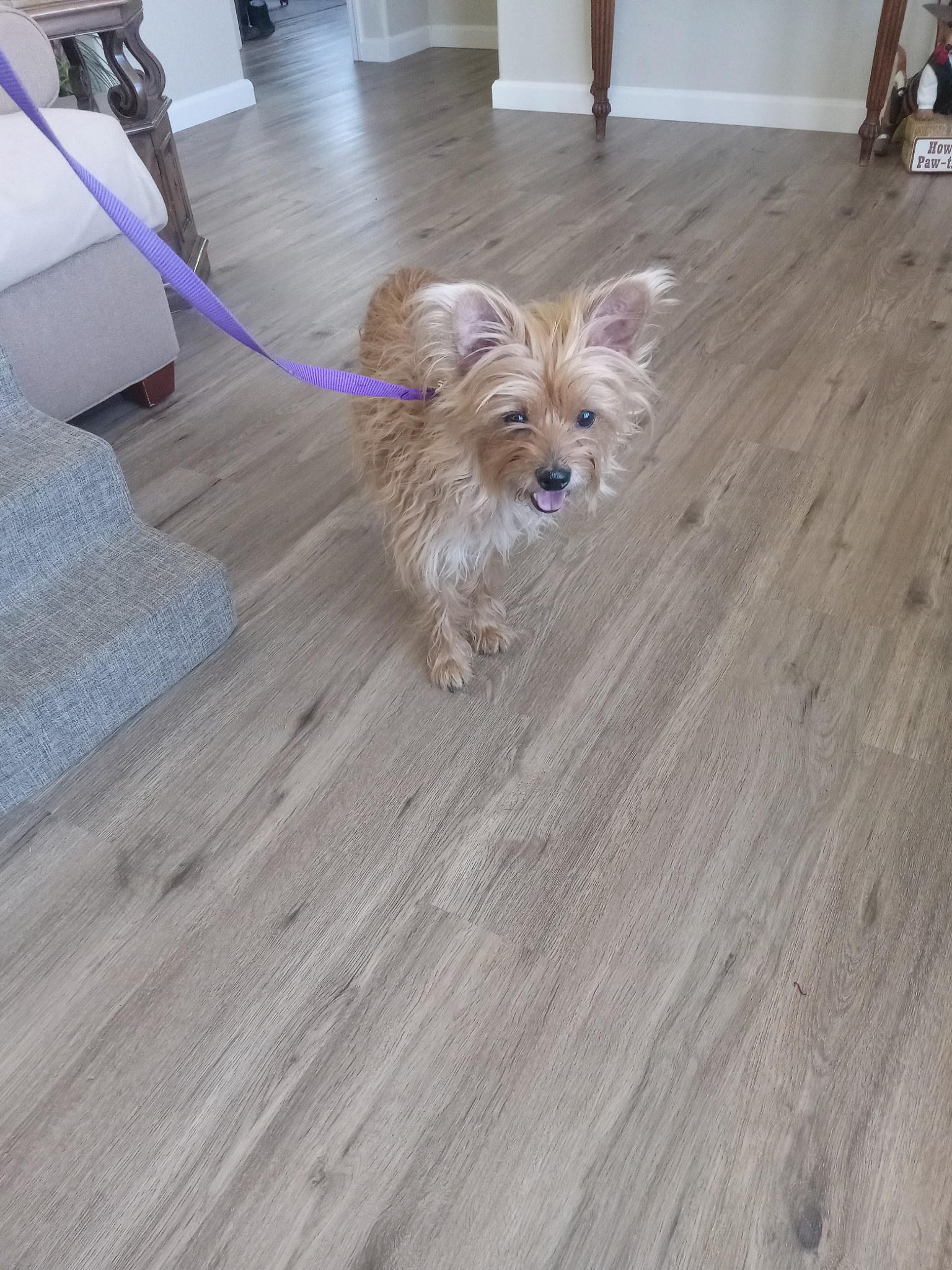 Enlarge Savana, a ADOPTABLE Yorkie Poo in Yarnell, AZ image 4/5