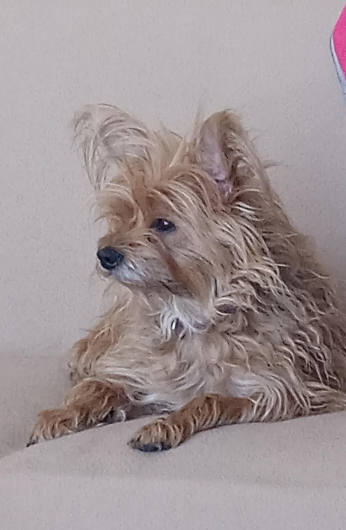 Enlarge Savana, a ADOPTABLE Yorkie Poo in Yarnell, AZ image 5/5