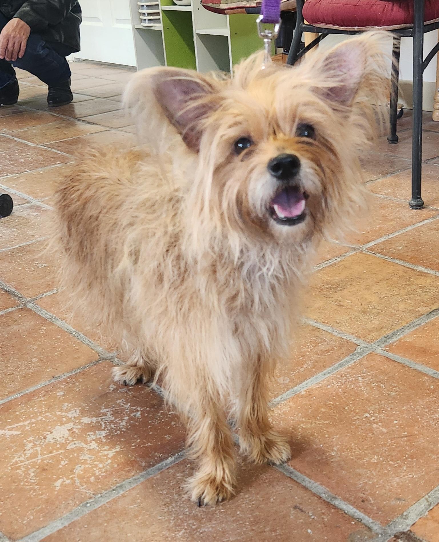 Enlarge Savana, a ADOPTABLE Yorkie Poo in Yarnell, AZ image 2/5